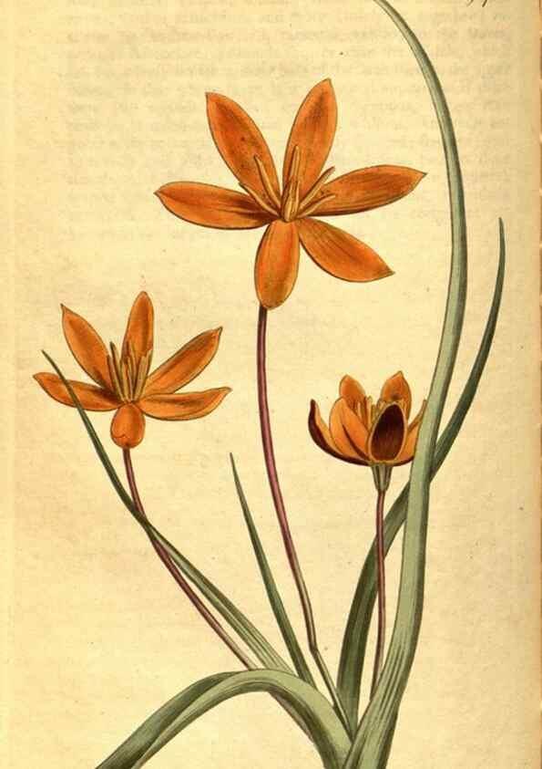 Reproducción/Reproduction 10594411766: Curtis's botanical magazine.. London ;New York [etc.] :Academic Press [etc.]