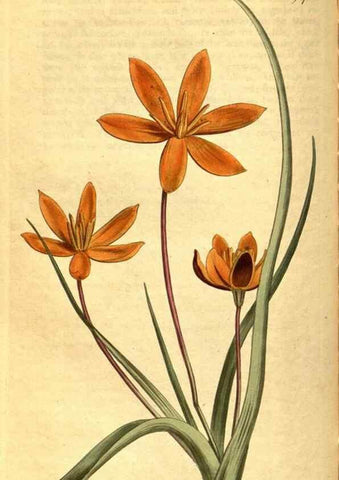 Reproducción/Reproduction 10594411766: Curtis's botanical magazine.. London ;New York [etc.] :Academic Press [etc.]