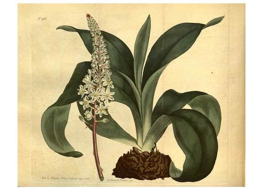 Reproducción/Reproduction 10594416186: Curtis's botanical magazine.. London ;New York [etc.] :Academic Press [etc.]