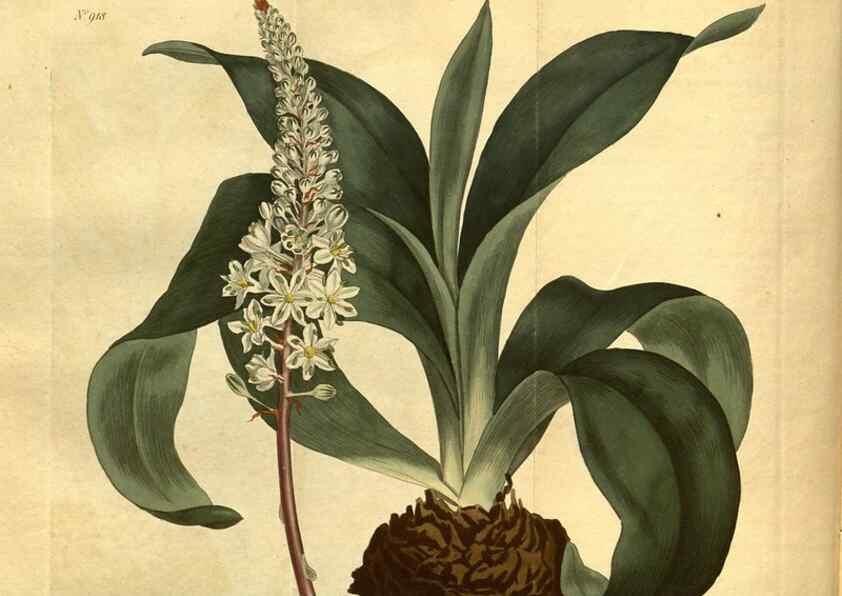 Reproducción/Reproduction 10594416186: Curtis's botanical magazine.. London ;New York [etc.] :Academic Press [etc.]