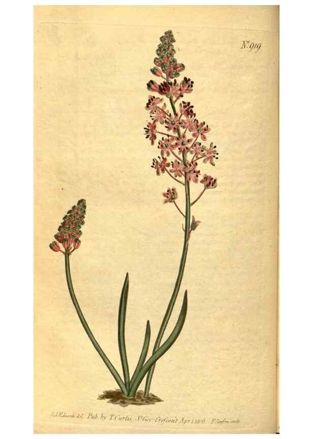 Reproducción/Reproduction 10594666813: Curtis's botanical magazine.. London ;New York [etc.] :Academic Press [etc.]