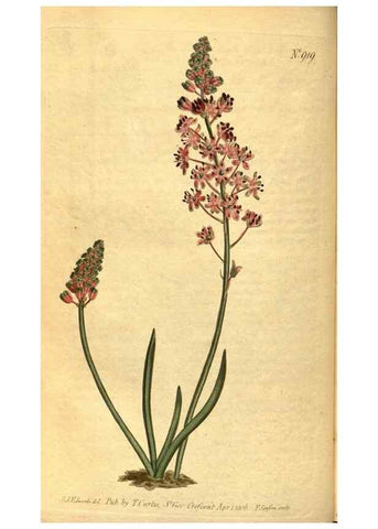 Reproducción/Reproduction 10594666813: Curtis's botanical magazine.. London ;New York [etc.] :Academic Press [etc.]