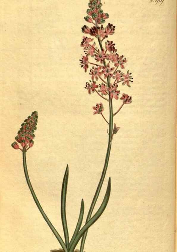 Reproducción/Reproduction 10594666813: Curtis's botanical magazine.. London ;New York [etc.] :Academic Press [etc.]
