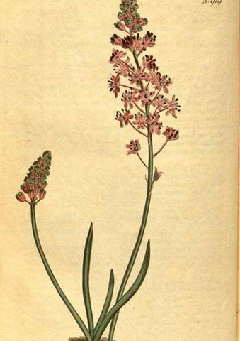 Reproducción/Reproduction 10594666813: Curtis's botanical magazine.. London ;New York [etc.] :Academic Press [etc.]