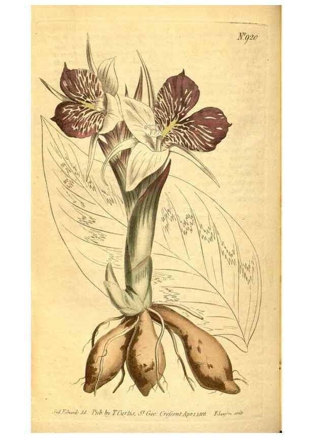 Reproducción/Reproduction 10594423806: Curtis's botanical magazine.. London ;New York [etc.] :Academic Press [etc.]