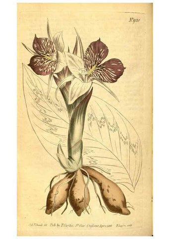 Reproducción/Reproduction 10594423806: Curtis's botanical magazine.. London ;New York [etc.] :Academic Press [etc.]