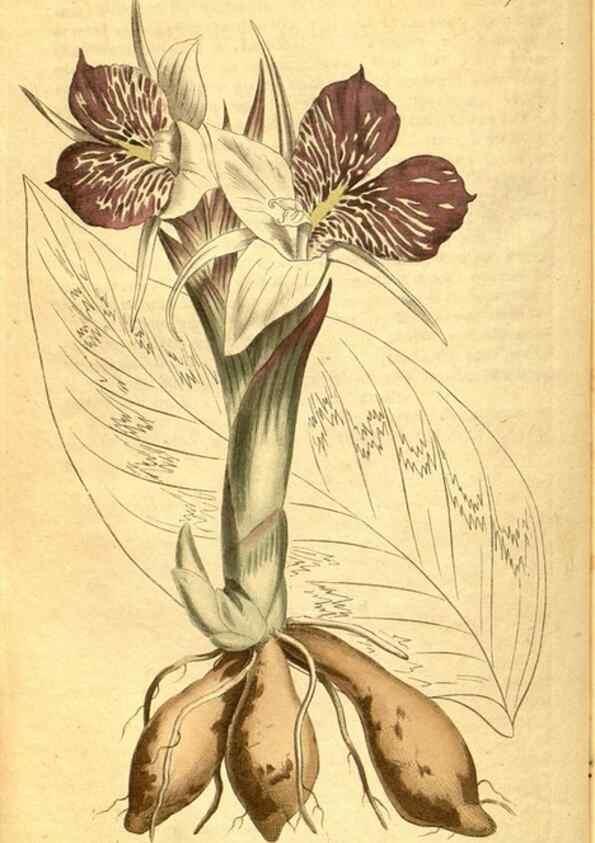 Reproducción/Reproduction 10594423806: Curtis's botanical magazine.. London ;New York [etc.] :Academic Press [etc.]