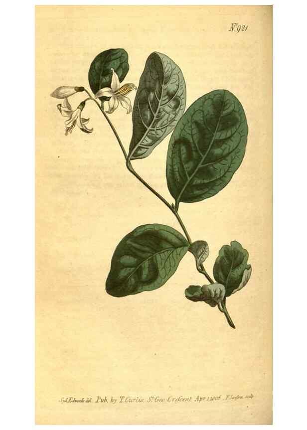Reproducción/Reproduction 10594418335: Curtis's botanical magazine.. London ;New York [etc.] :Academic Press [etc.]