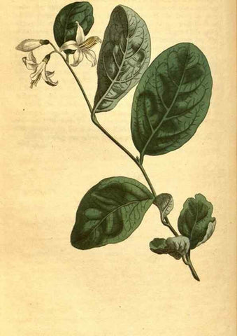 Reproducción/Reproduction 10594418335: Curtis's botanical magazine.. London ;New York [etc.] :Academic Press [etc.]