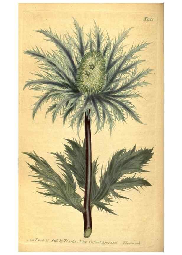 Reproducción/Reproduction 10594432736: Curtis's botanical magazine.. London ;New York [etc.] :Academic Press [etc.]