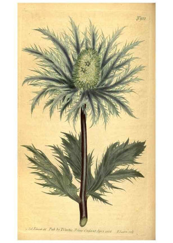 Reproducción/Reproduction 10594432736: Curtis's botanical magazine.. London ;New York [etc.] :Academic Press [etc.]