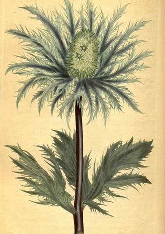 Reproducción/Reproduction 10594432736: Curtis's botanical magazine.. London ;New York [etc.] :Academic Press [etc.]