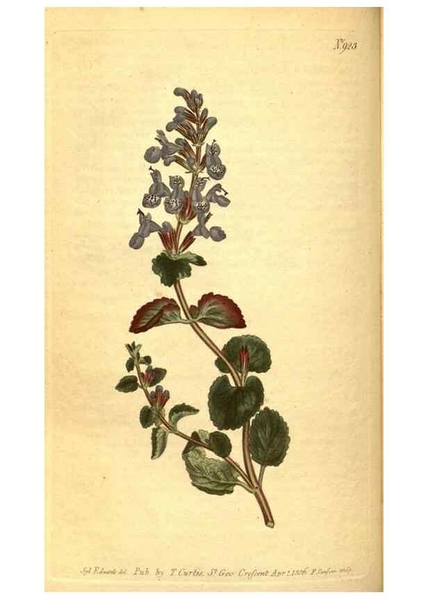 Reproducción/Reproduction 10594456394: Curtis's botanical magazine.. London ;New York [etc.] :Academic Press [etc.]