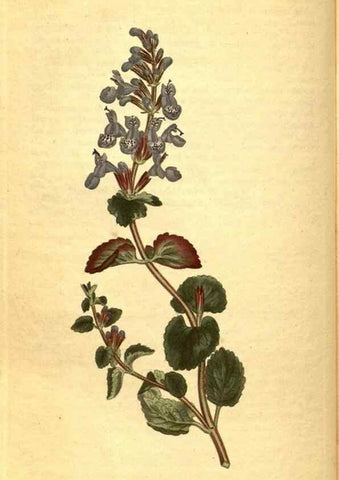 Reproducción/Reproduction 10594456394: Curtis's botanical magazine.. London ;New York [etc.] :Academic Press [etc.]