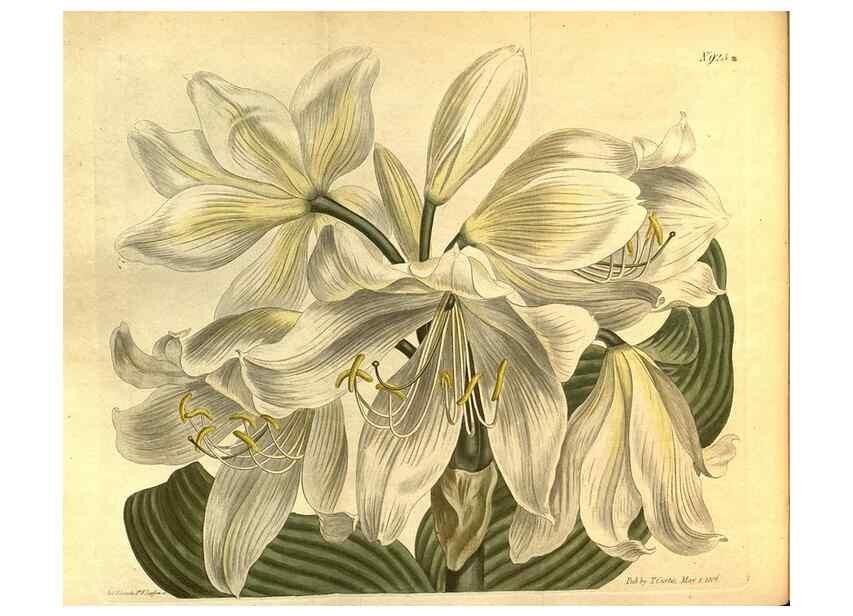Reproducción/Reproduction 10594687503: Curtis's botanical magazine.. London ;New York [etc.] :Academic Press [etc.]