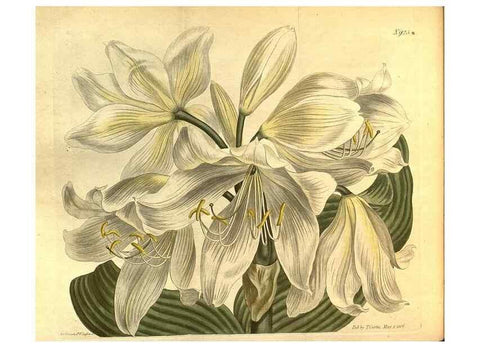 Reproducción/Reproduction 10594687503: Curtis's botanical magazine.. London ;New York [etc.] :Academic Press [etc.]