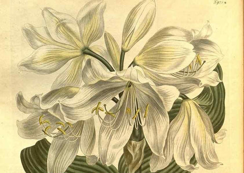 Reproducción/Reproduction 10594687503: Curtis's botanical magazine.. London ;New York [etc.] :Academic Press [etc.]