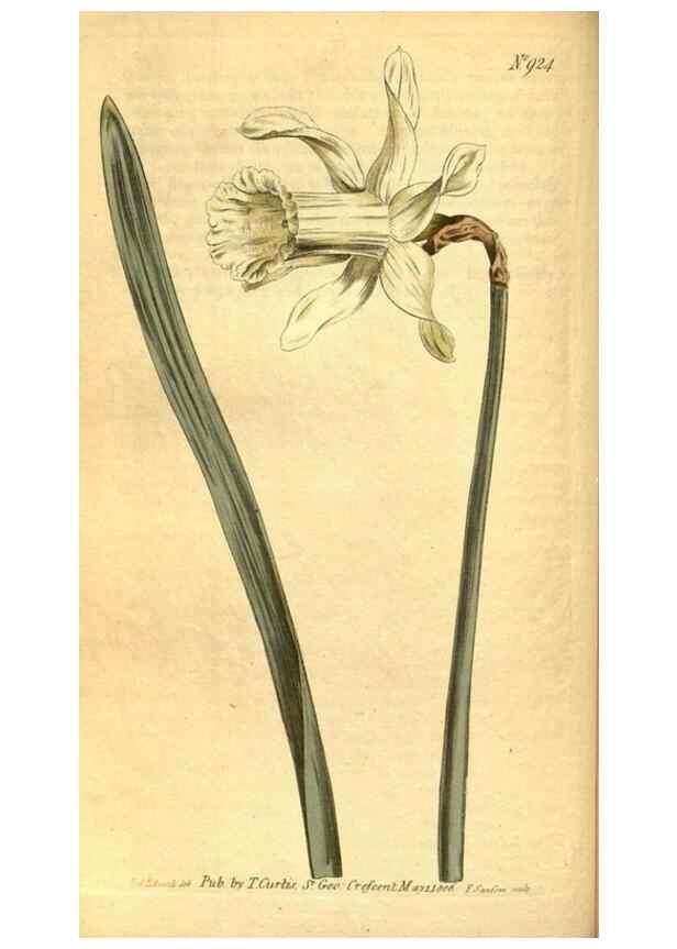 Reproducción/Reproduction 10594433965: Curtis's botanical magazine.. London ;New York [etc.] :Academic Press [etc.]