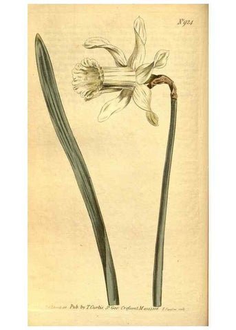 Reproducción/Reproduction 10594433965: Curtis's botanical magazine.. London ;New York [etc.] :Academic Press [etc.]