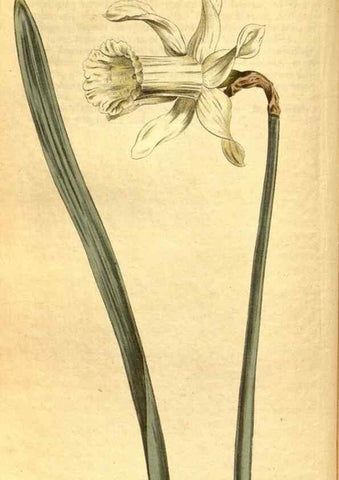 Reproducción/Reproduction 10594433965: Curtis's botanical magazine.. London ;New York [etc.] :Academic Press [etc.]