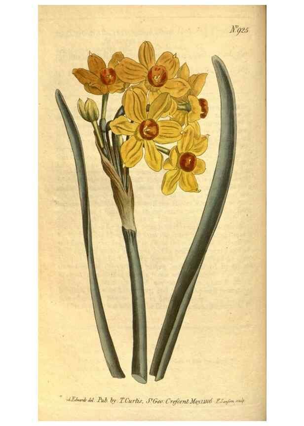 Reproducción/Reproduction 10594467614: Curtis's botanical magazine.. London ;New York [etc.] :Academic Press [etc.]