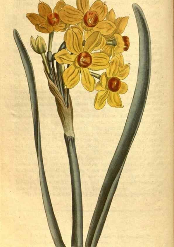 Reproducción/Reproduction 10594467614: Curtis's botanical magazine.. London ;New York [etc.] :Academic Press [etc.]