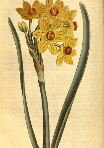 Reproducción/Reproduction 10594467614: Curtis's botanical magazine.. London ;New York [etc.] :Academic Press [etc.]
