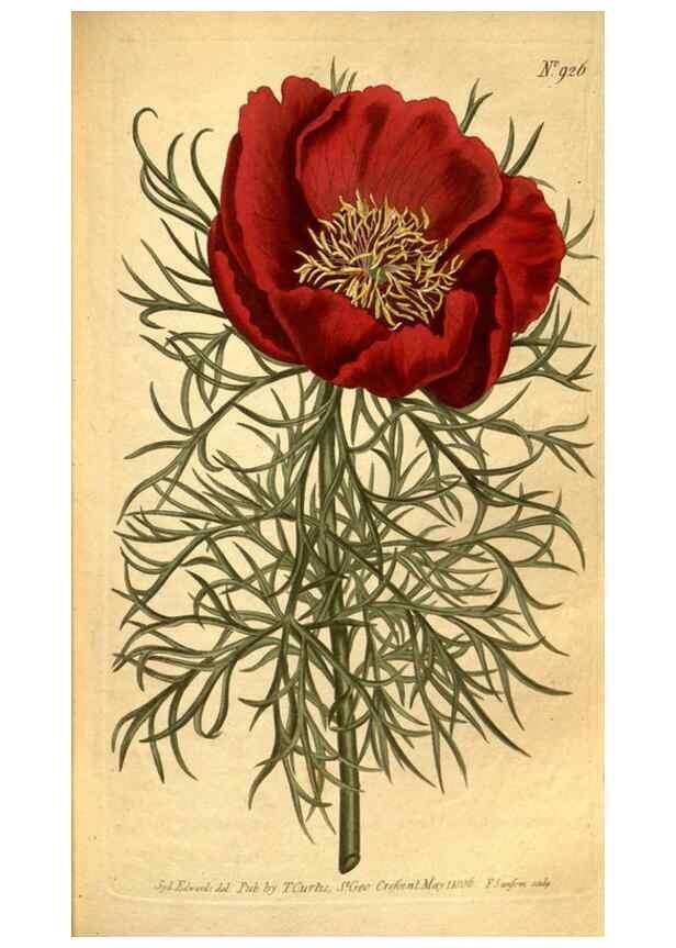 Reproducción/Reproduction 10594453236: Curtis's botanical magazine.. London ;New York [etc.] :Academic Press [etc.]