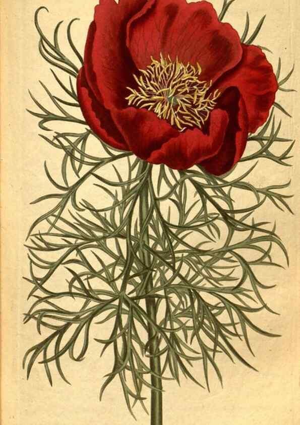 Reproducción/Reproduction 10594453236: Curtis's botanical magazine.. London ;New York [etc.] :Academic Press [etc.]
