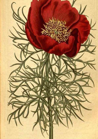 Reproducción/Reproduction 10594453236: Curtis's botanical magazine.. London ;New York [etc.] :Academic Press [etc.]