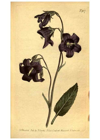 Reproducción/Reproduction 10594457926: Curtis's botanical magazine.. London ;New York [etc.] :Academic Press [etc.]