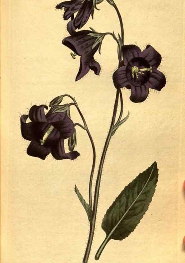 Reproducción/Reproduction 10594457926: Curtis's botanical magazine.. London ;New York [etc.] :Academic Press [etc.]
