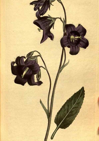 Reproducción/Reproduction 10594457926: Curtis's botanical magazine.. London ;New York [etc.] :Academic Press [etc.]