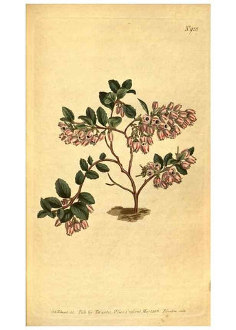 Reproducción/Reproduction 10594708593: Curtis's botanical magazine.. London ;New York [etc.] :Academic Press [etc.]
