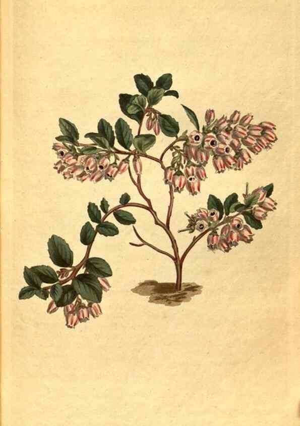 Reproducción/Reproduction 10594708593: Curtis's botanical magazine.. London ;New York [etc.] :Academic Press [etc.]