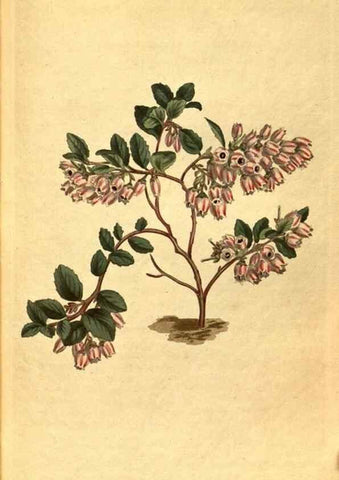 Reproducción/Reproduction 10594708593: Curtis's botanical magazine.. London ;New York [etc.] :Academic Press [etc.]