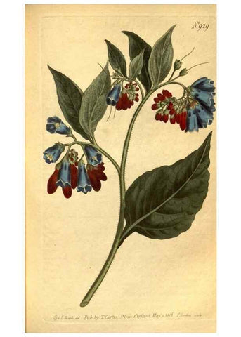 Reproducción/Reproduction 10594466366: Curtis's botanical magazine.. London ;New York [etc.] :Academic Press [etc.]