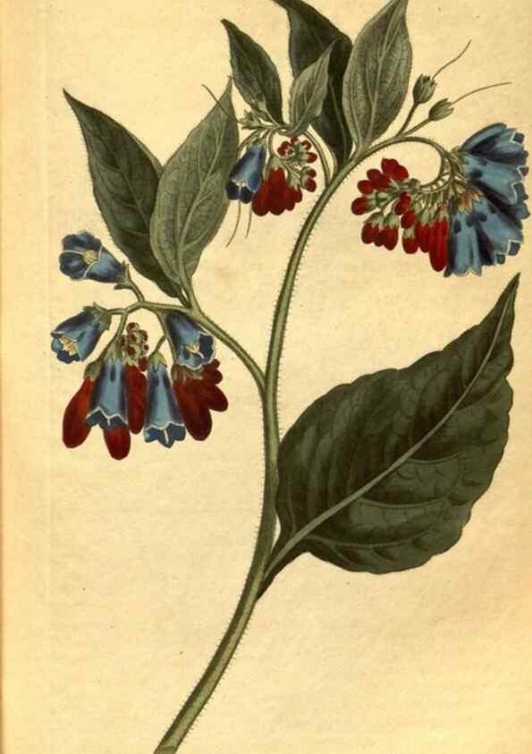 Reproducción/Reproduction 10594466366: Curtis's botanical magazine.. London ;New York [etc.] :Academic Press [etc.]