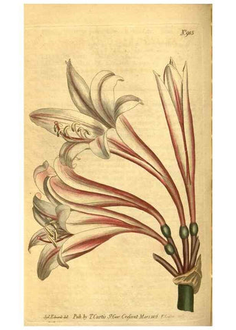 Reproducción/Reproduction 10594399866: Curtis's botanical magazine.. London ;New York [etc.] :Academic Press [etc.]