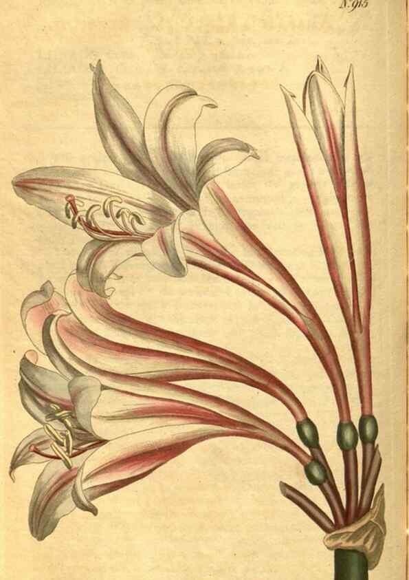 Reproducción/Reproduction 10594399866: Curtis's botanical magazine.. London ;New York [etc.] :Academic Press [etc.]