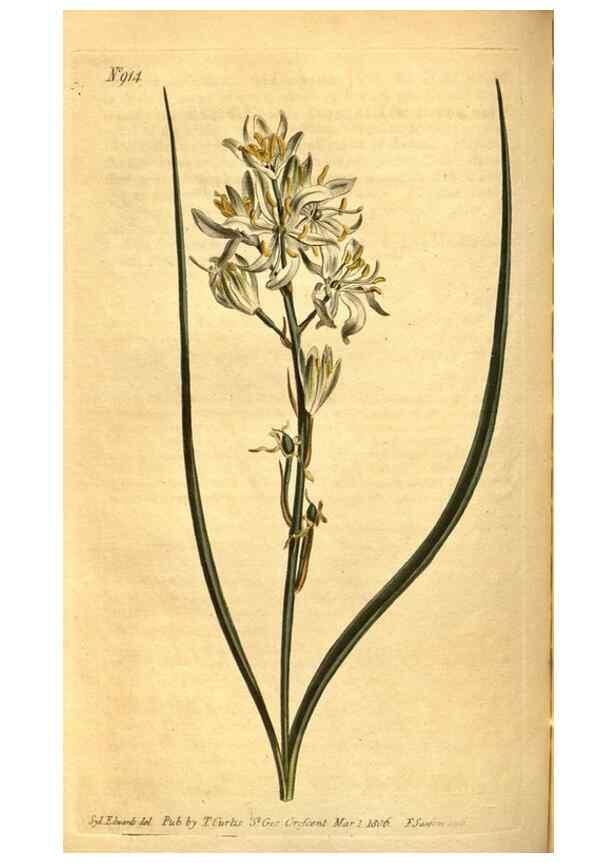 Reproducción/Reproduction 10594642213: Curtis's botanical magazine.. London ;New York [etc.] :Academic Press [etc.]