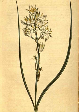 Reproducción/Reproduction 10594642213: Curtis's botanical magazine.. London ;New York [etc.] :Academic Press [etc.]