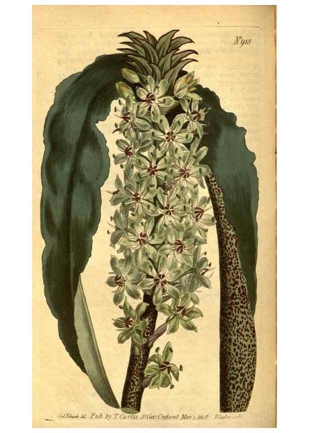 Reproducción/Reproduction 10594637203: Curtis's botanical magazine.. London ;New York [etc.] :Academic Press [etc.]