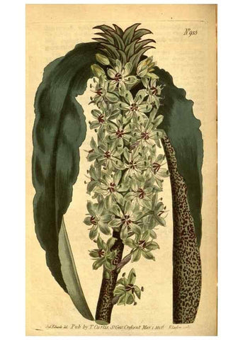 Reproducción/Reproduction 10594637203: Curtis's botanical magazine.. London ;New York [etc.] :Academic Press [etc.]