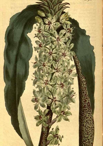 Reproducción/Reproduction 10594637203: Curtis's botanical magazine.. London ;New York [etc.] :Academic Press [etc.]