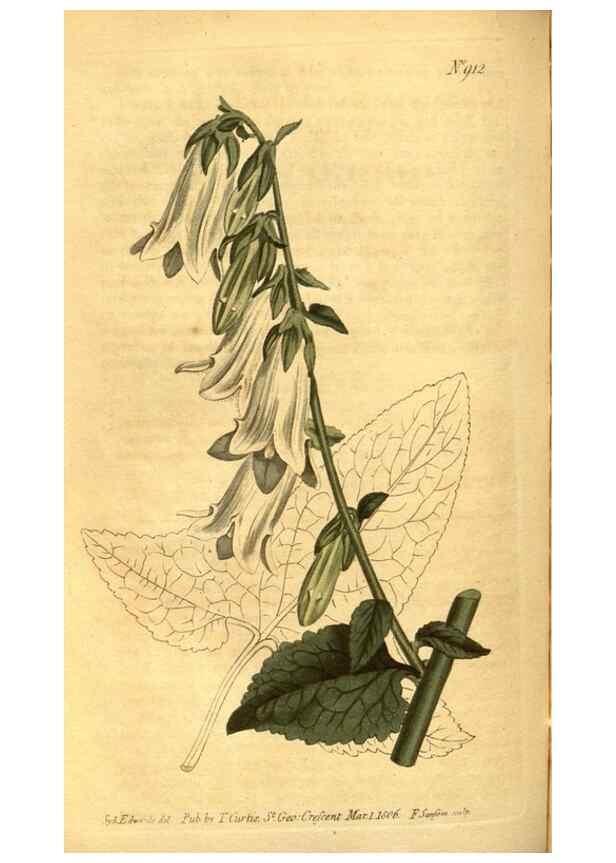 Reproducción/Reproduction 10594404854: Curtis's botanical magazine.. London ;New York [etc.] :Academic Press [etc.]