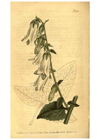 Reproducción/Reproduction 10594404854: Curtis's botanical magazine.. London ;New York [etc.] :Academic Press [etc.]