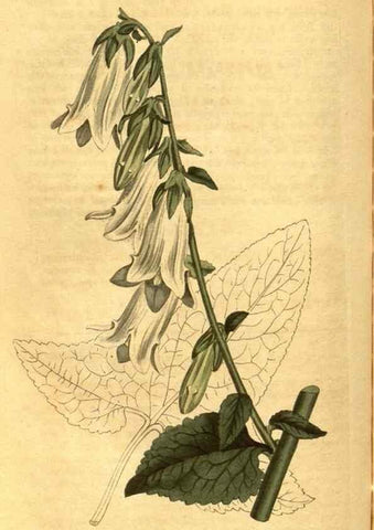 Reproducción/Reproduction 10594404854: Curtis's botanical magazine.. London ;New York [etc.] :Academic Press [etc.]