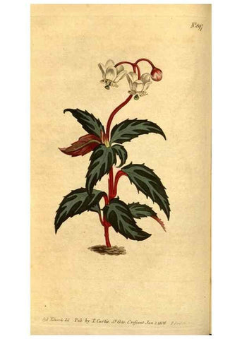Reproducción/Reproduction 10594303035: Curtis's botanical magazine.. London ;New York [etc.] :Academic Press [etc.]
