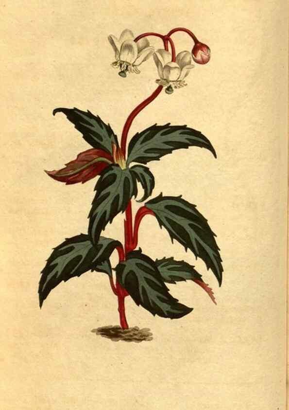 Reproducción/Reproduction 10594303035: Curtis's botanical magazine.. London ;New York [etc.] :Academic Press [etc.]